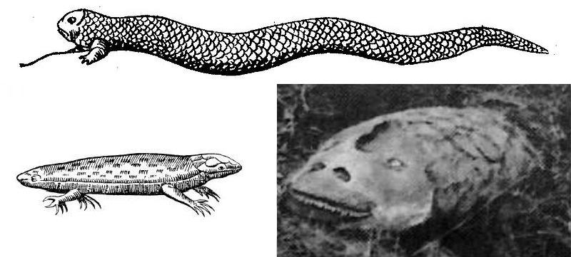 Illustration for article titled A Field Guide to Cryptids From Europe and Africa